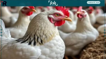 أسعار اليوم.. تطورات جديدة في أسعار الدواجن وكرتونة البيض الأحمر والبلدي السبت 15 نوفمبر 2025